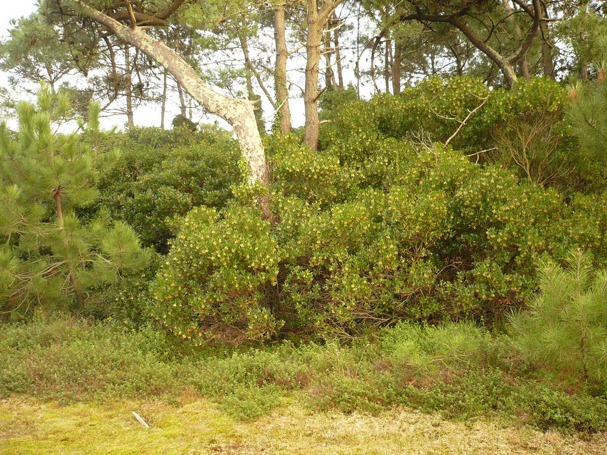 Arbutus unedo (Ericaceae)